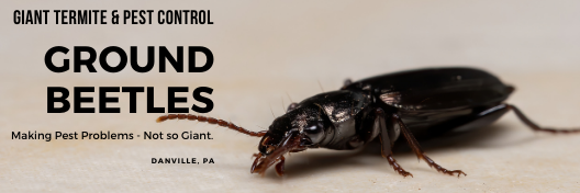 Ground Beetle removal services